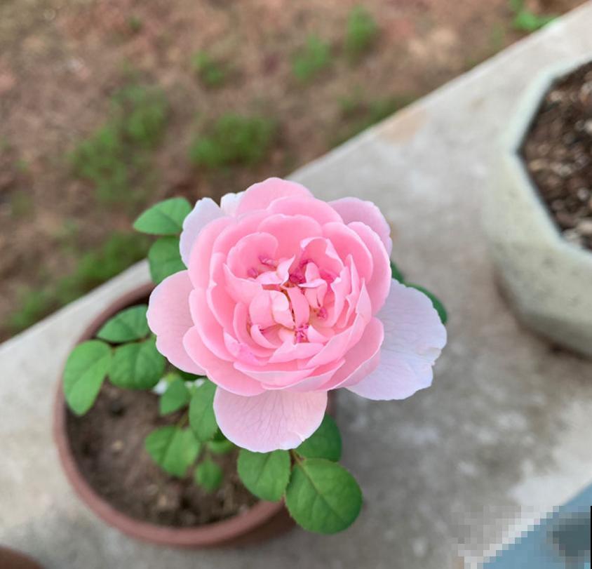 养瑞典女王要淡定,剪上几刀,花朵蹭蹭开! 养瑞典女王要淡定,剪上几刀,花朵蹭蹭开!