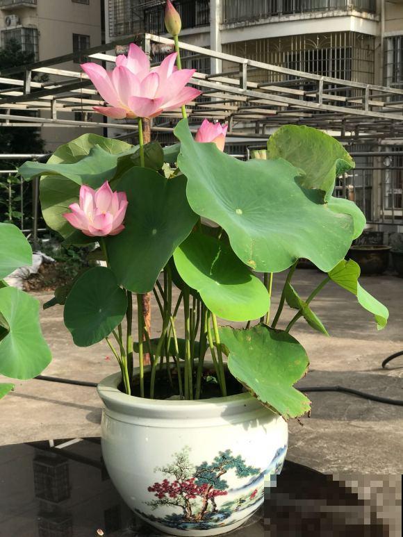 养这3种花,千万别买种子,十有八九是假的! 养这3种花,千万别买种子,十有八九是假的!