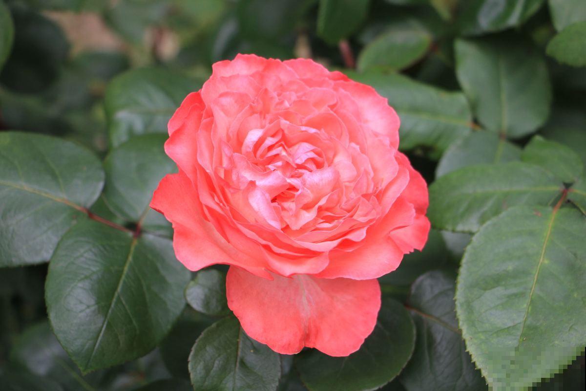 月季到了秋天开始“欢腾”,要抓好施时机,花苞才能砰砰冒不停 月季到了秋天开始“欢腾”,要抓好施时机,花苞才能砰砰冒不停