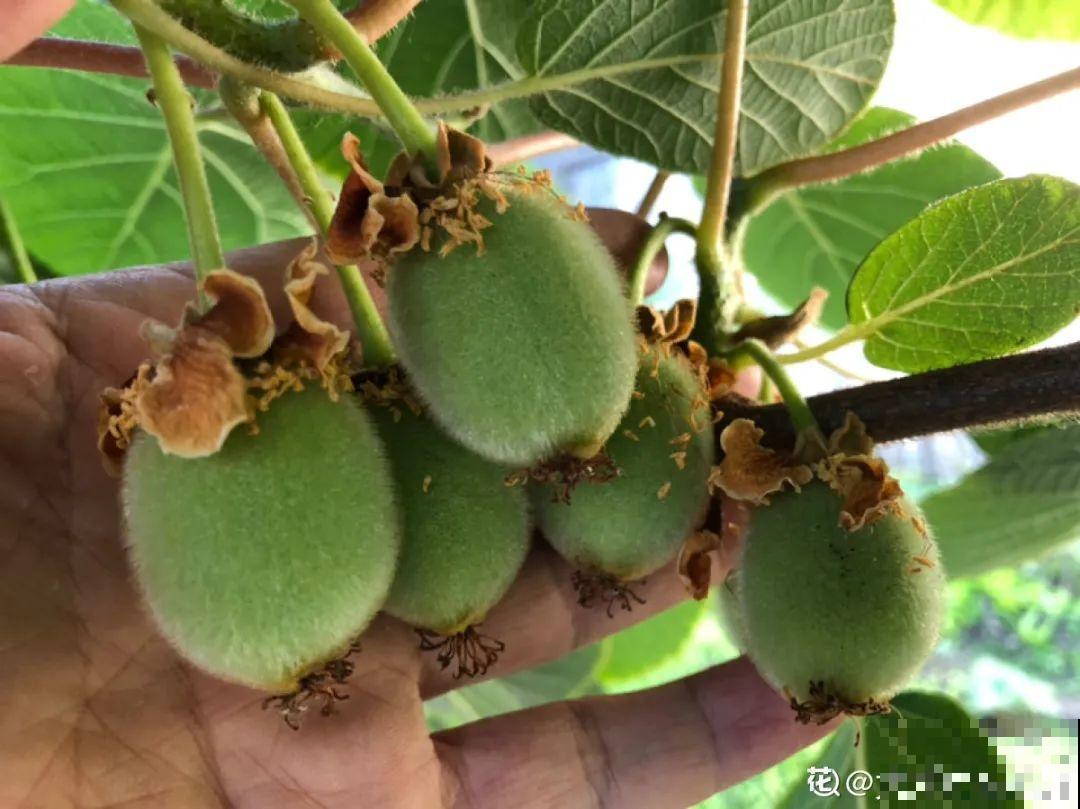 院子里种棵守家果树,镇宅风水好,旺人旺家 院子里种棵守家果树,镇宅风水好,旺人旺家