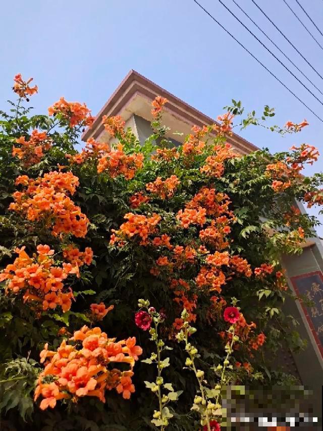 4种花就是吸血鬼，不能被缠上，否则死翘翘