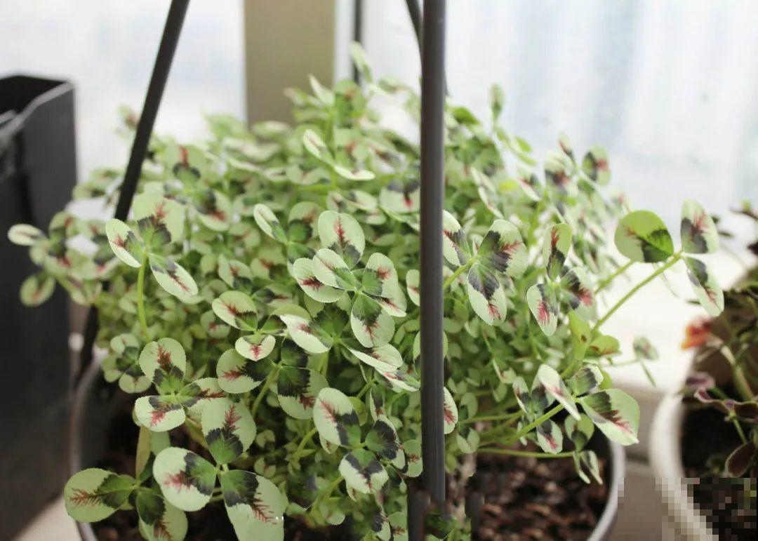 这花被人工培育了,叶子变异后,可以这么美! 这花被人工培育了,叶子变异后,可以这么美!