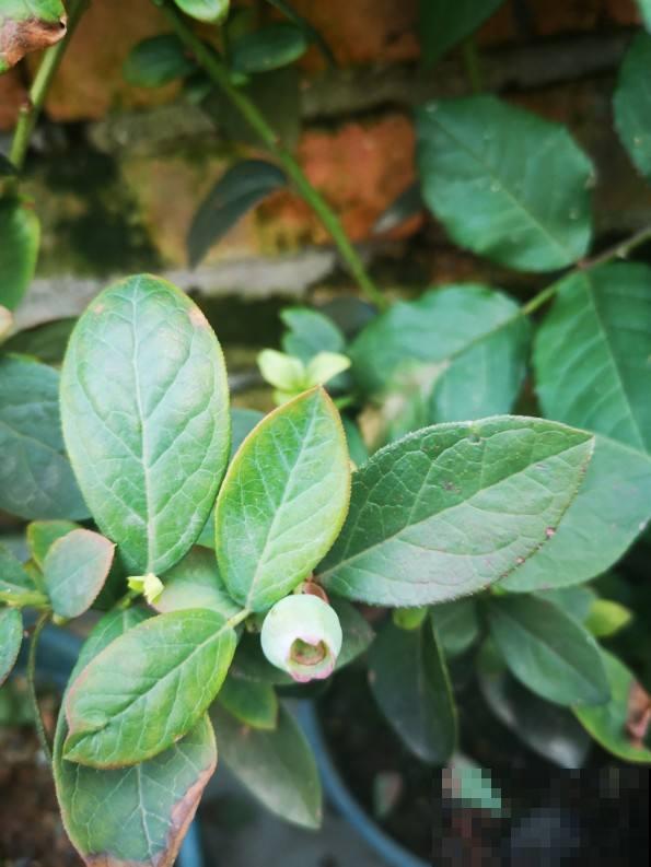 5种水果盆栽,种阳台上就能结果,足不出户吃果子 5种水果盆栽,种阳台上就能结果,足不出户吃果子