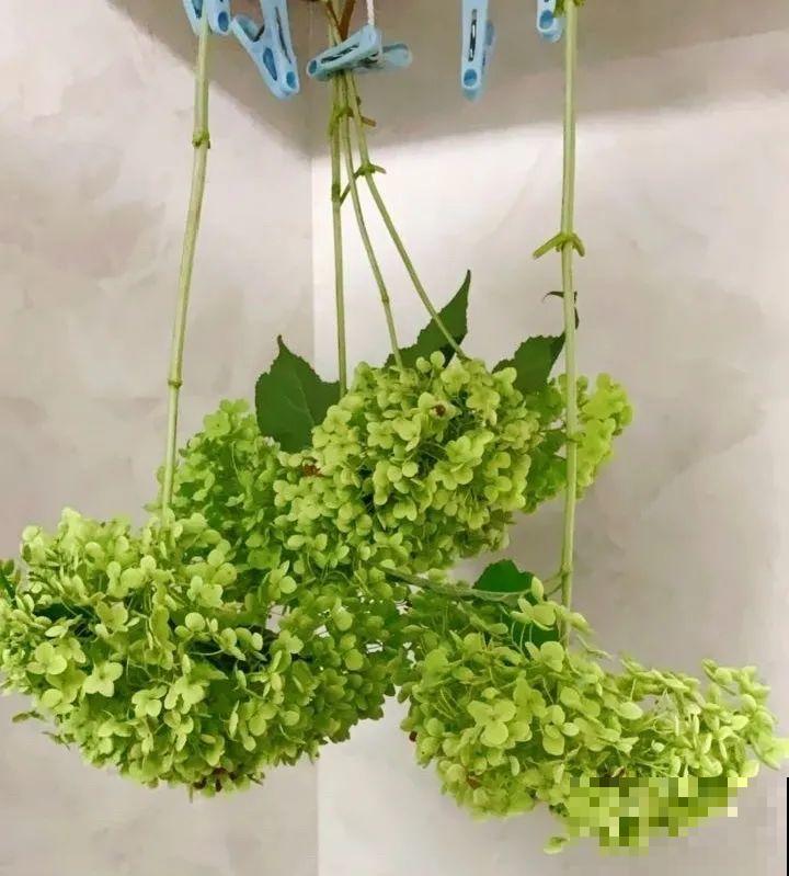 把花剪下来，倒挂几天风干，就能变成永生花！