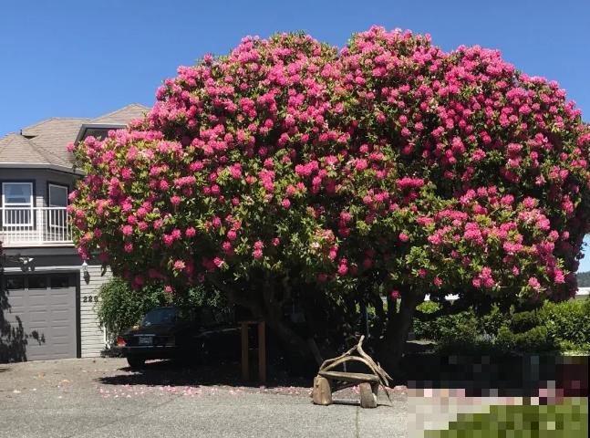 407岁古树，熊孩子玩火烧坏，只剩树皮还能活？