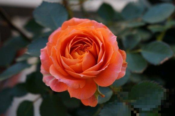 月季开花多,花期长,家里养正合适 月季开花多,花期长,家里养正合适