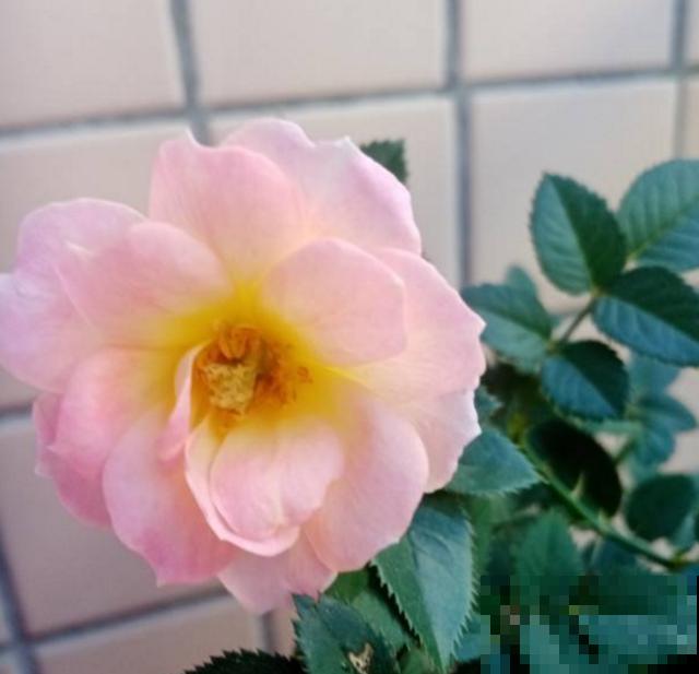 白桃妖精放卧室，美观又清新，还能助眠！