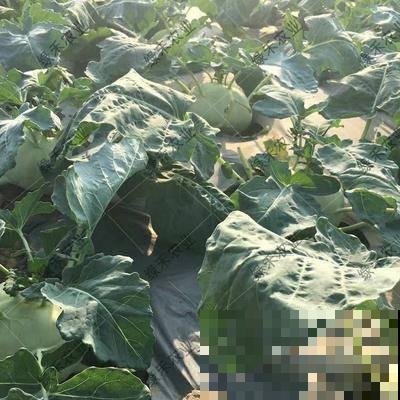 农村常见的“撇拉疙瘩”,炒菜凉拌都好吃,现在见得少 农村常见的“撇拉疙瘩”,炒菜凉拌都好吃,现在见得少