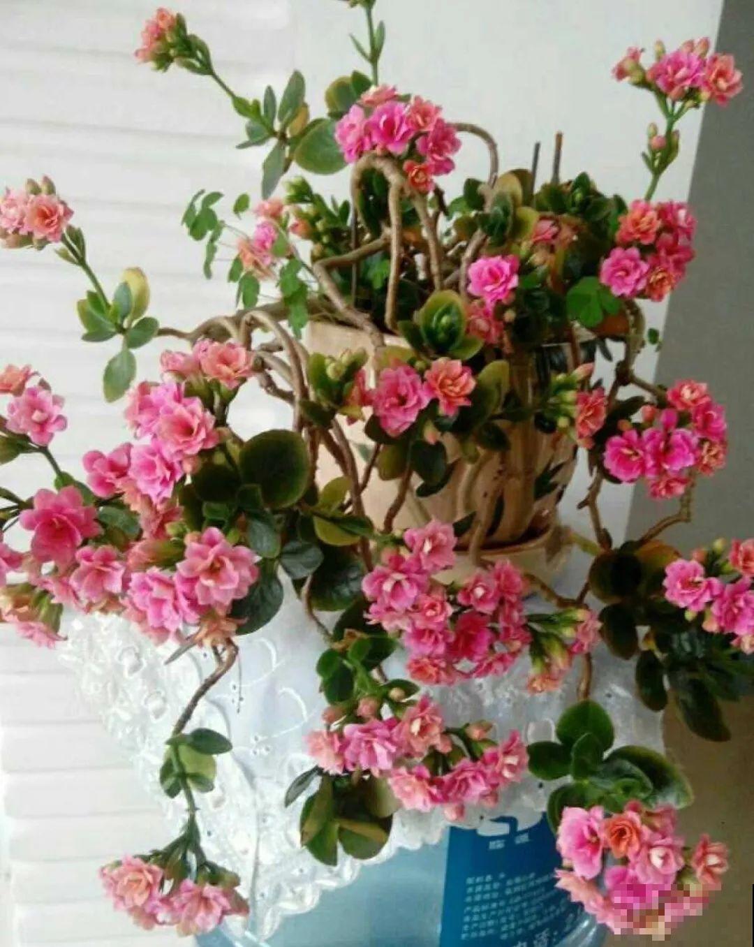 8种花,养小不养老,越老开花越少! 8种花,养小不养老,越老开花越少!