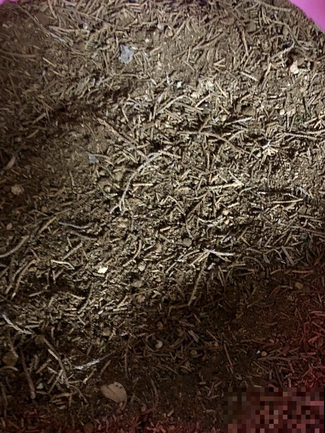 喝过的茶叶不要扔,放到花盆里,花越开越欢实! 喝过的茶叶不要扔,放到花盆里,花越开越欢实!