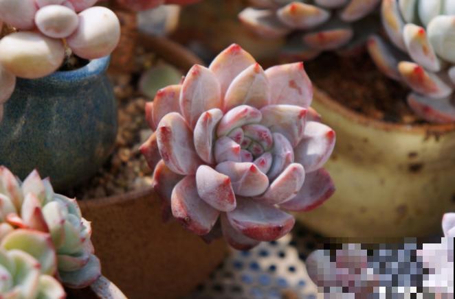 多肉养胖攻略,3步变成肉墩子,一个月就有效! 多肉养胖攻略,3步变成肉墩子,一个月就有效!