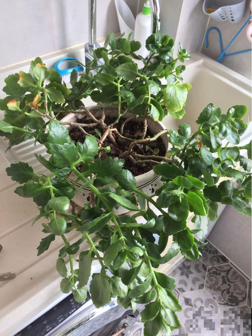 4种花，初秋千万别入手，养不活还浪费钱