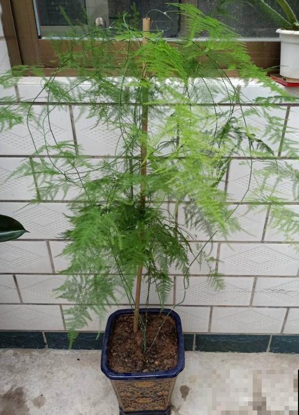 叶子发黄，就这4个原因，看完就明白了！