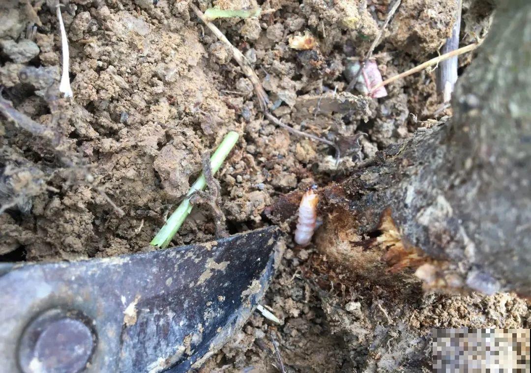 秋凉容易生虫子，月季招来害虫，必须赶紧换盆