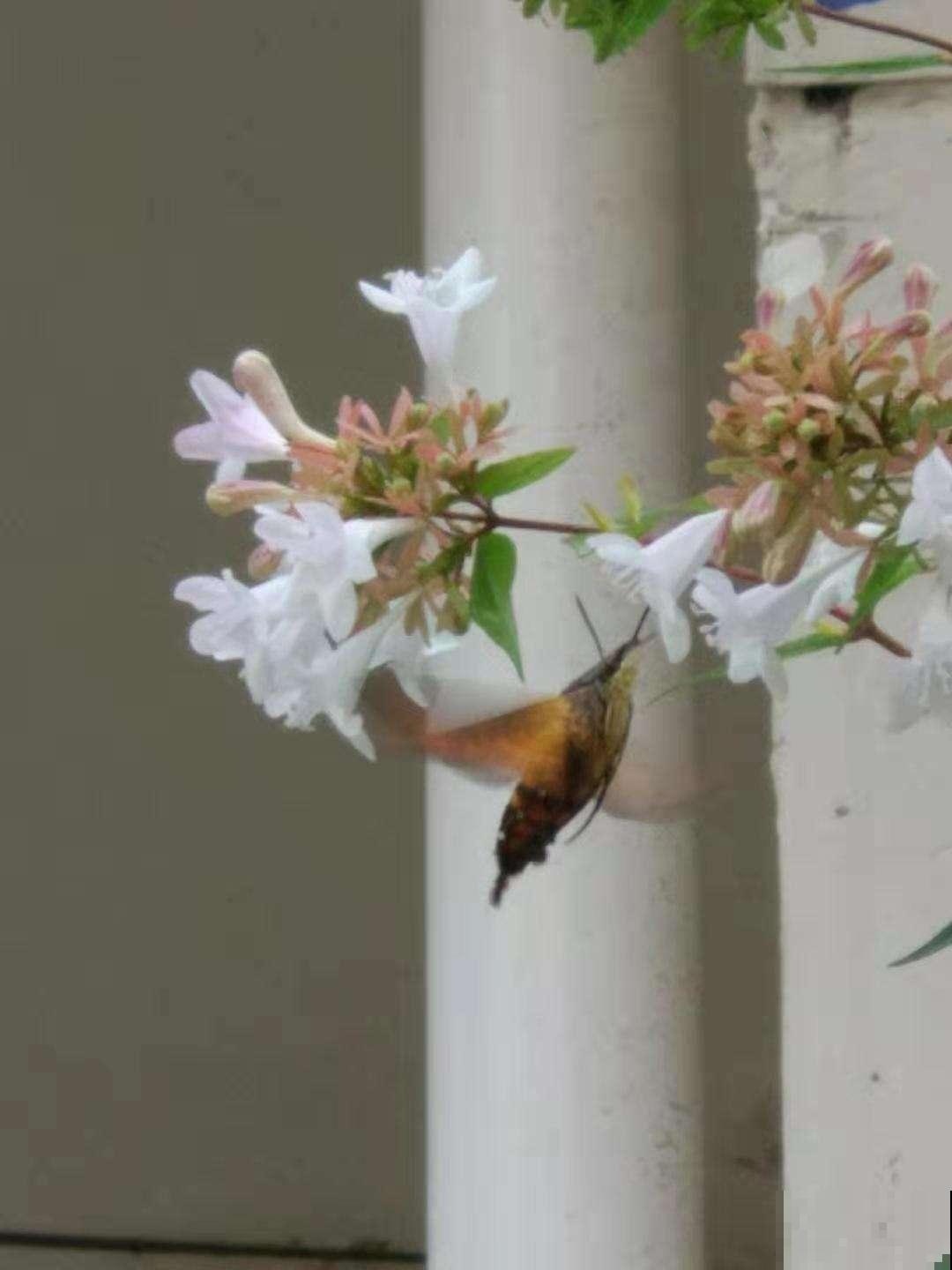 青鸟花，被束缚住的“蜂鸟”，美得太逼真！