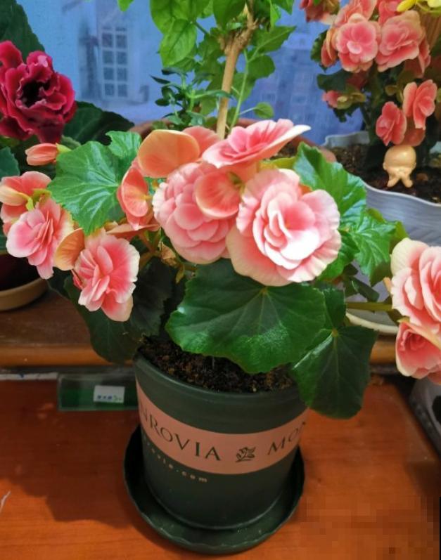 这些花马上就苏醒了,赶紧一瓢水浇透,个子立马蹿一截! 这些花马上就苏醒了,赶紧一瓢水浇透,个子立马蹿一截!