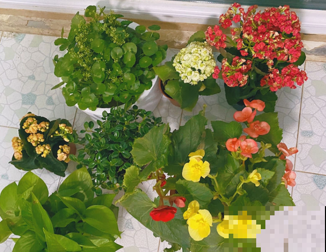 扦插最佳时期到了，有这花赶紧插，沾土就能活！