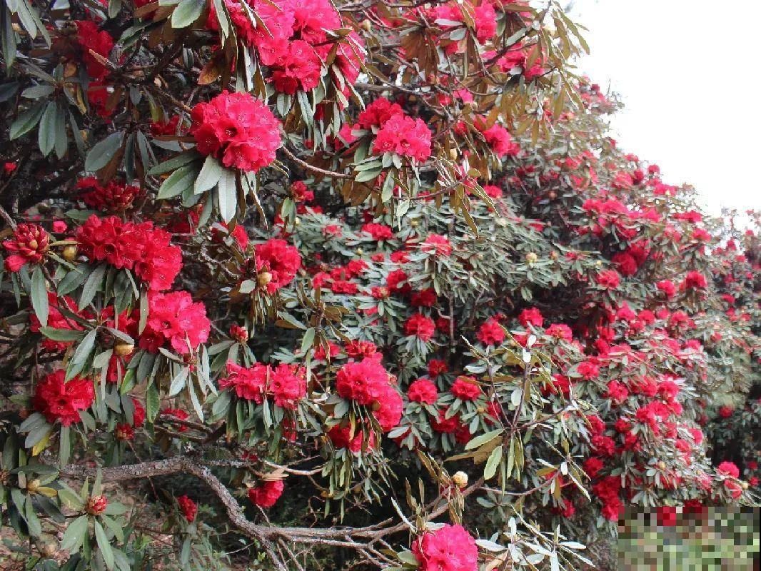 山上的雪莲,说摘就摘? 山上的雪莲,说摘就摘?