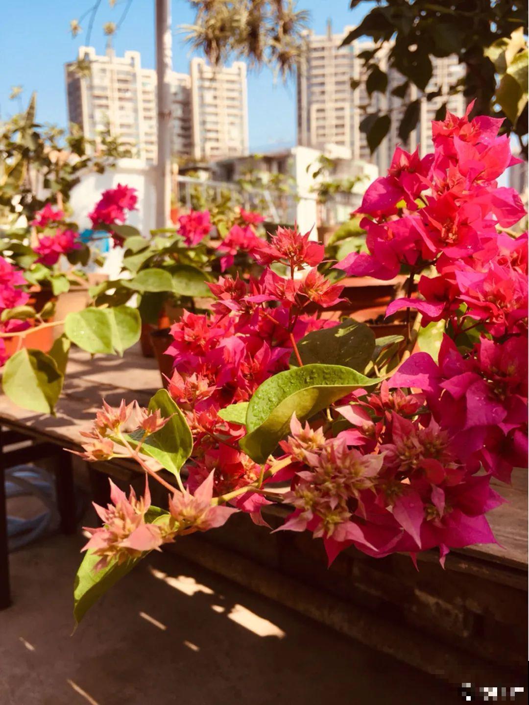 11种花,下个月就开花,现在养护是关键! 11种花,下个月就开花,现在养护是关键!