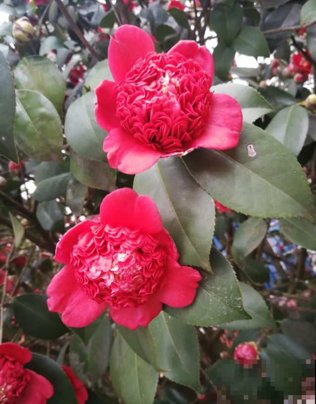 40年的大茶花，开花像荔枝果盘，红红火火真吉祥！