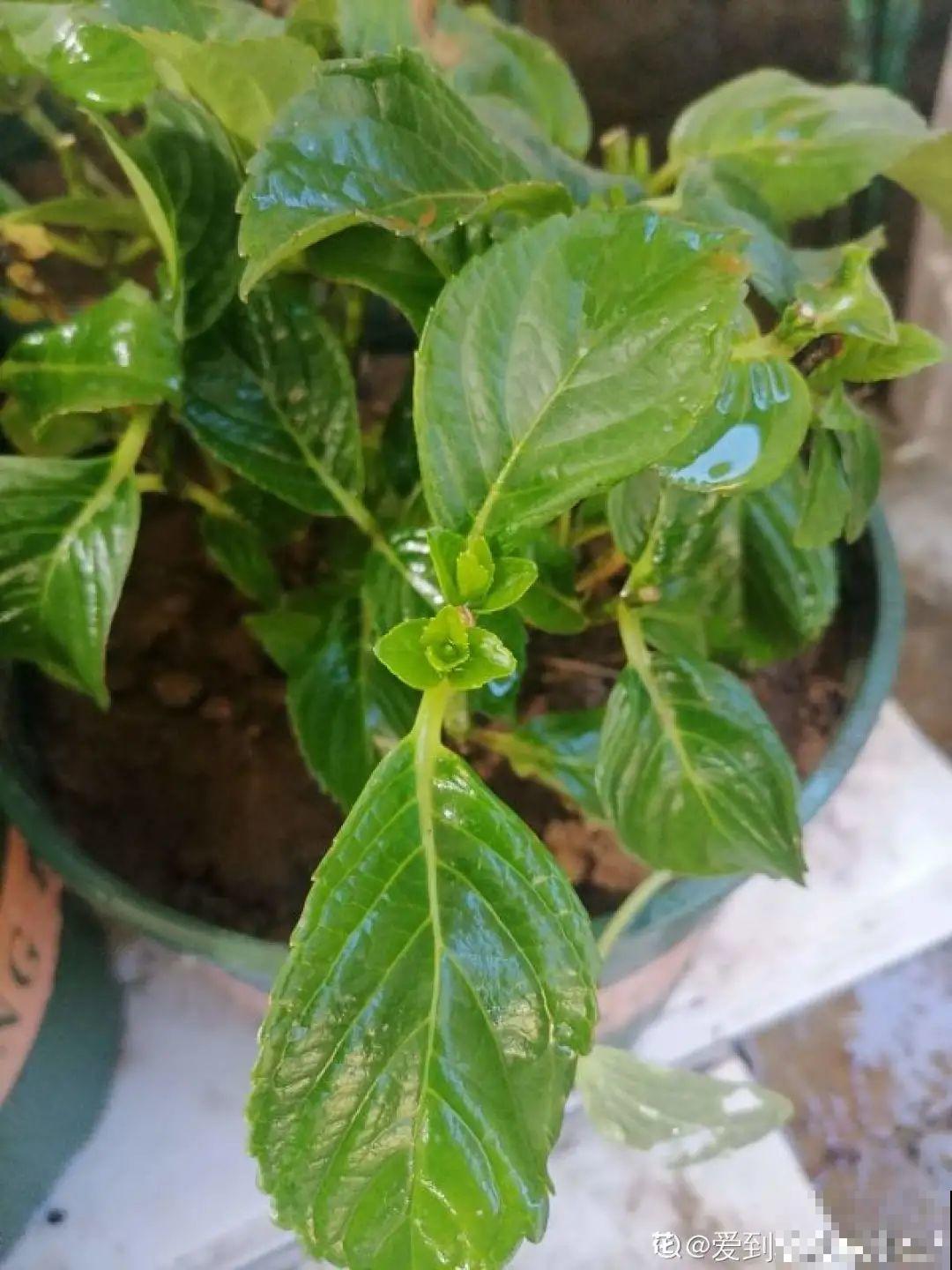 6种花,现在长的快,多浇水、勤施肥! 6种花,现在长的快,多浇水、勤施肥!