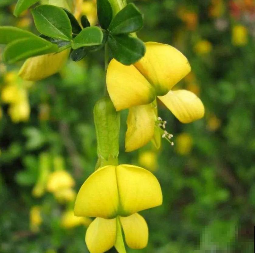 金雀花特抗造，咋养都能活，养它太省心！