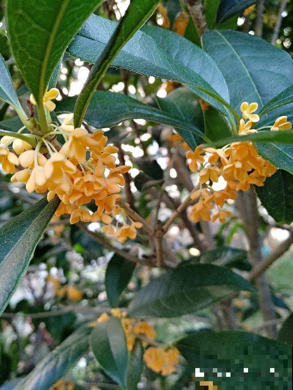 九月份养桂花,5个要点要记牢,不然花叶掉光了,只剩光杆 九月份养桂花,5个要点要记牢,不然花叶掉光了,只剩光杆