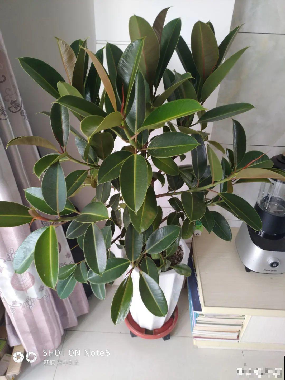 幸福树长太高，拦腰砍1刀，效果竟然这么好！