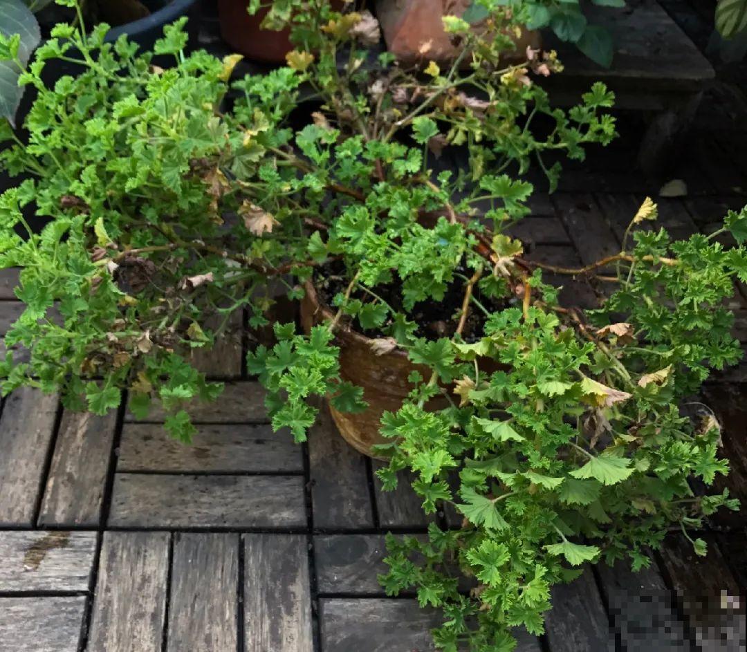 长寿花睡了一个夏天，终于要睡醒了，抓紧修剪才能继续旺长