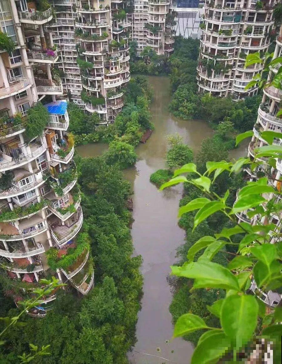 小区楼房被绿植全包围,像个森林一样,你想住进去吗? 小区楼房被绿植全包围,像个森林一样,你想住进去吗?
