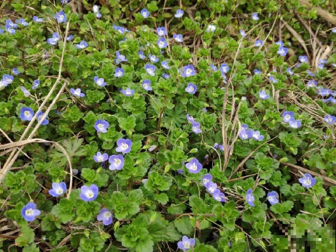 38种入侵植物,全村出来挖,挖完又长一大片 38种入侵植物,全村出来挖,挖完又长一大片