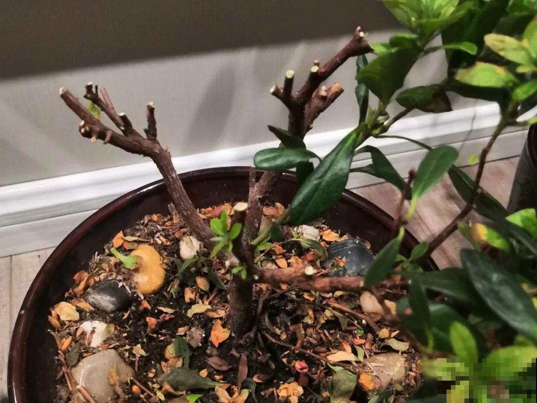 公认难养的花,养一盆死一盆,从来没有养活过! 公认难养的花,养一盆死一盆,从来没有养活过!