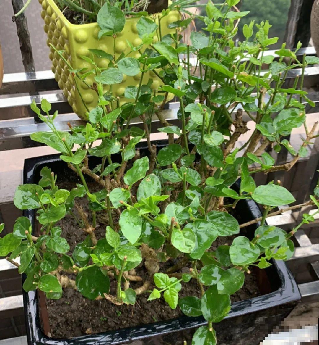 三伏已过,这花可以处理了,晚了错过开花! 三伏已过,这花可以处理了,晚了错过开花!