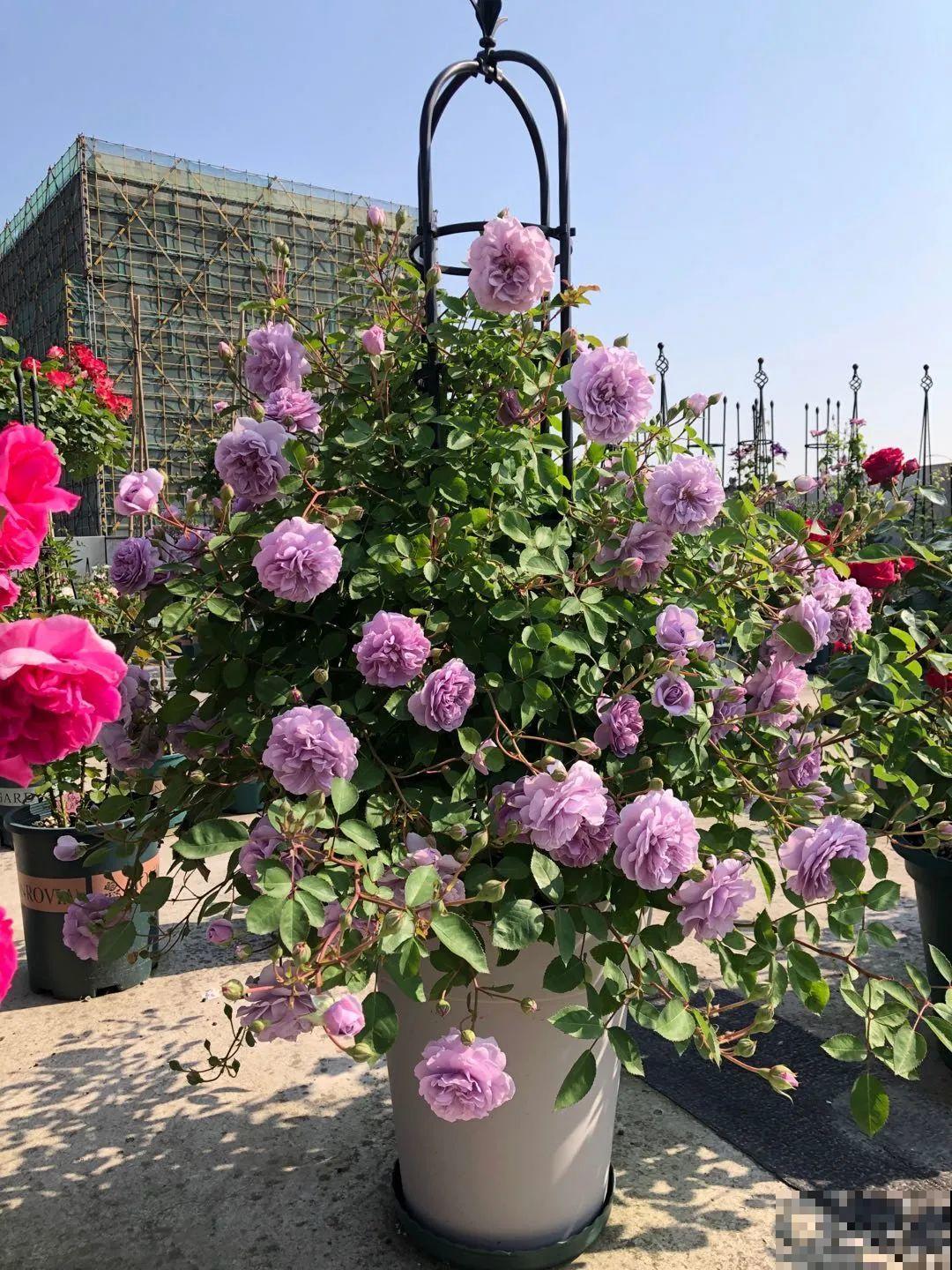 我在公司养300盆花，老板没批评，还帮忙拍照！