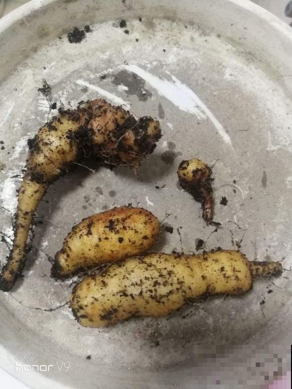 山药切一段，塞土里浇透水，七天长成小森林