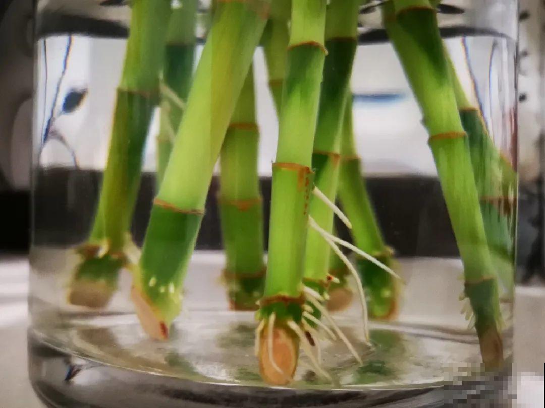 龟背竹是“吸废气”高手，家里放一盆，门窗紧闭也能空气清新！