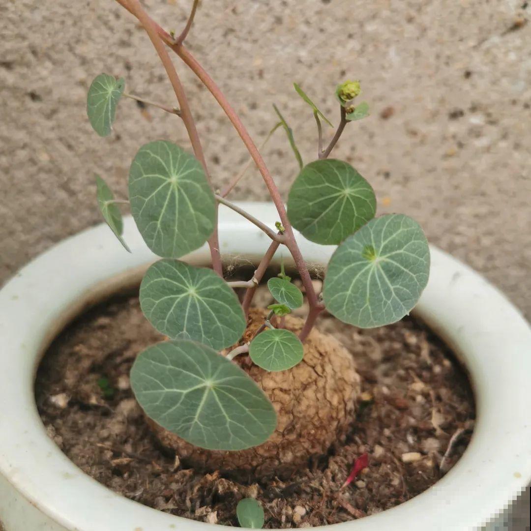 看图猜花名，100道题，测你的养花天分！