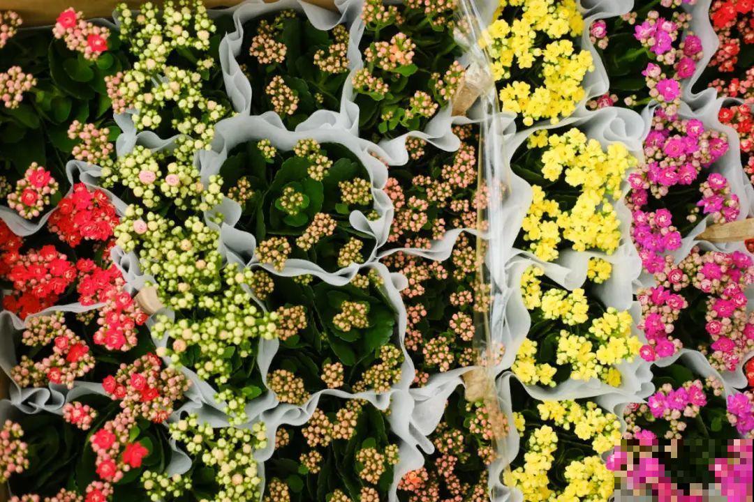 9月后就养这些花,比绿萝好养,疯狂开花到明年! 9月后就养这些花,比绿萝好养,疯狂开花到明年!