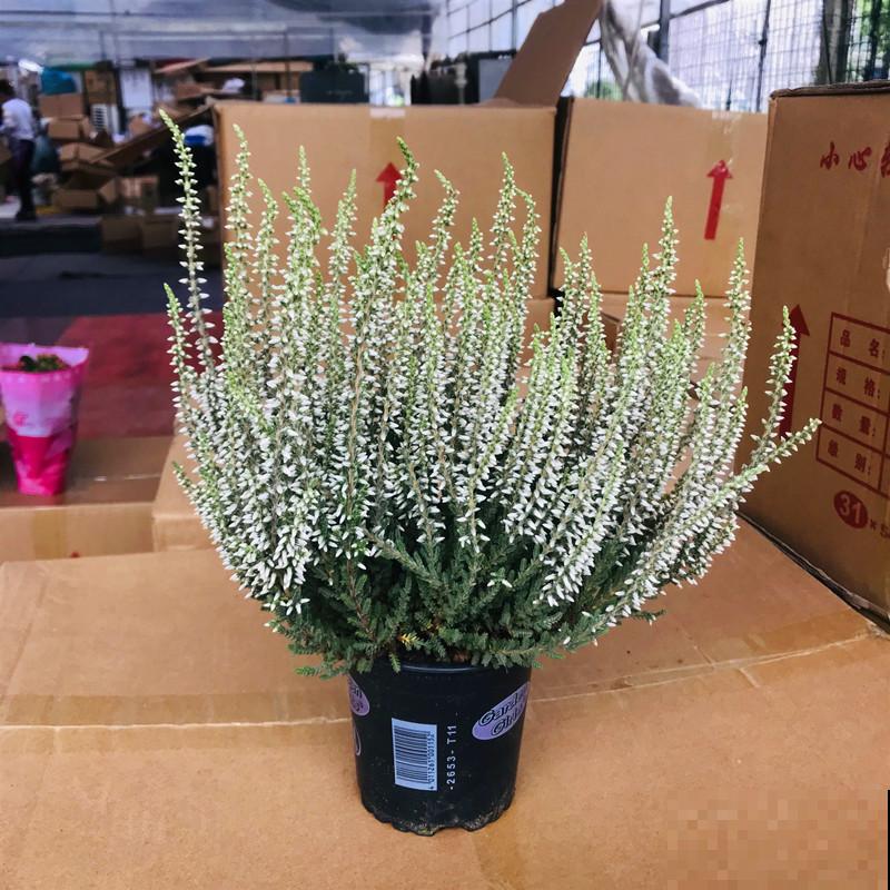 欧石楠，好看到窒息，密集恐惧症患者慎入！