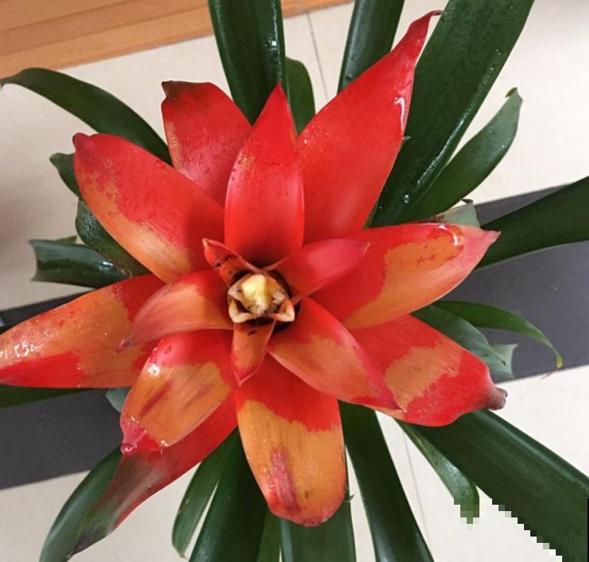 家里养盆鸿运当头,红红火火,邻居看了竖大拇指! 家里养盆鸿运当头,红红火火,邻居看了竖大拇指!