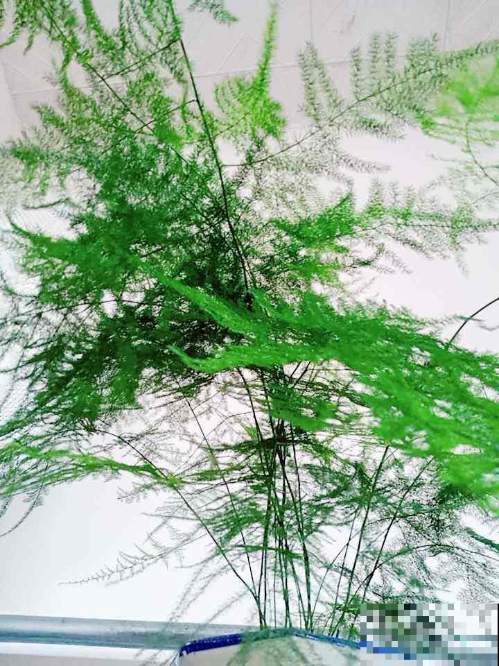 养了10年的芦荟,开出大红色花箭,寓意吉祥好运到 养了10年的芦荟,开出大红色花箭,寓意吉祥好运到