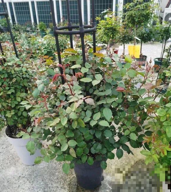 我在公司养300盆花，老板没批评，还帮忙拍照！