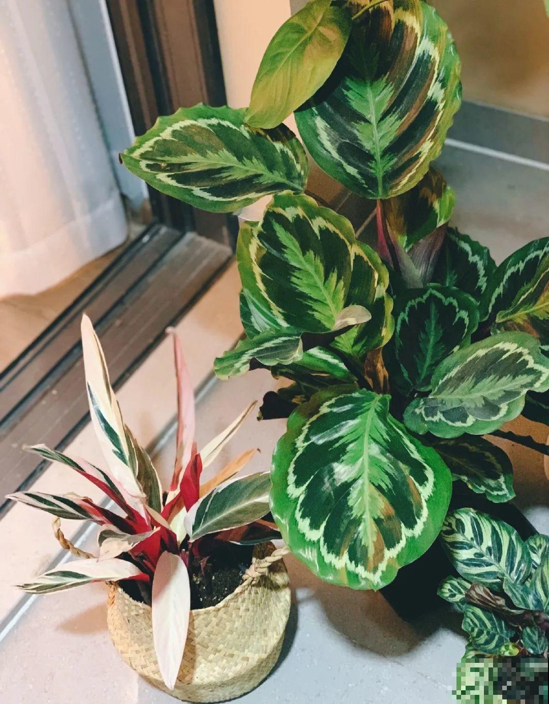 龟背竹是“吸废气”高手，家里放一盆，门窗紧闭也能空气清新！