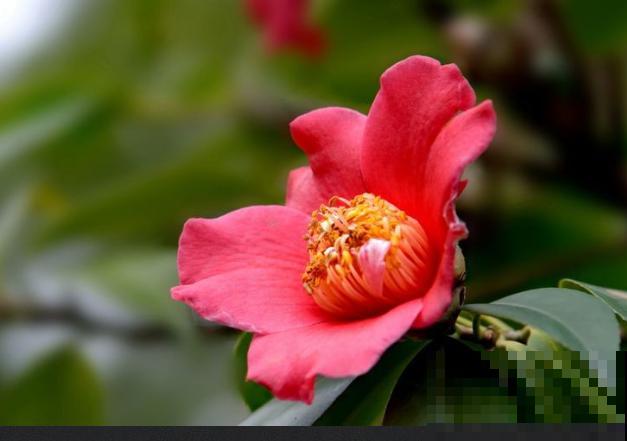 40年的大茶花，开花像荔枝果盘，红红火火真吉祥！