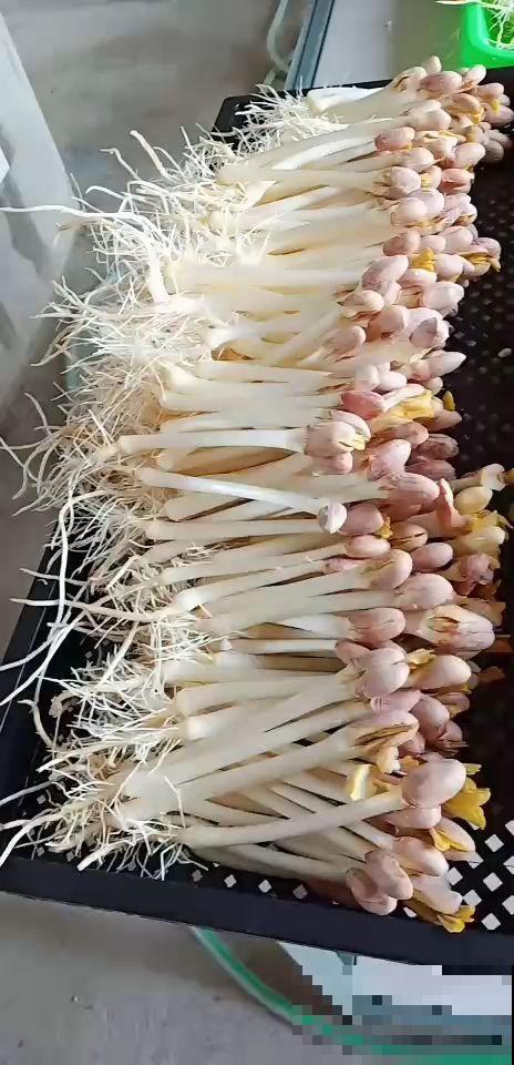 一个玉米头扔水里,三天长出小绿芽,一周变成小森林 一个玉米头扔水里,三天长出小绿芽,一周变成小森林