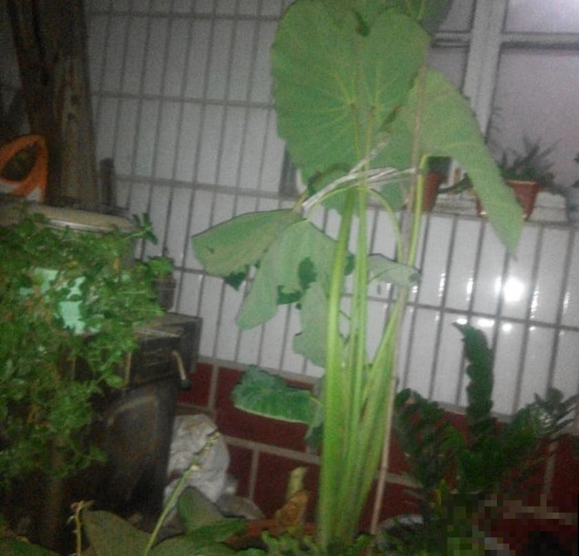 滴水观音不敢养?别怕,芋头扔土里种起来,比滴水观音还美! 滴水观音不敢养?别怕,芋头扔土里种起来,比滴水观音还美!