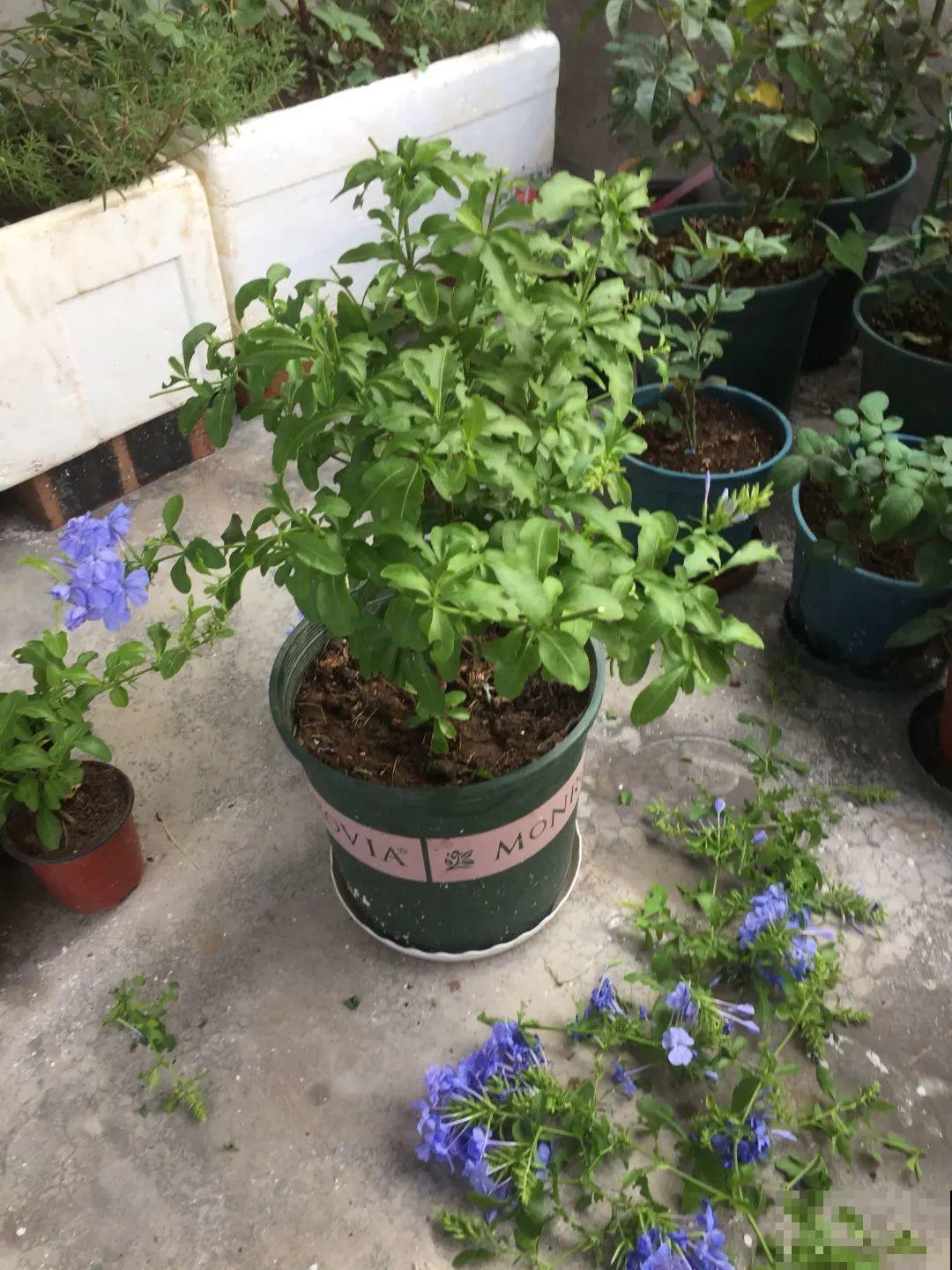 夏天的耐晒开花机器，越热开花越多，家里有一棵就够了！