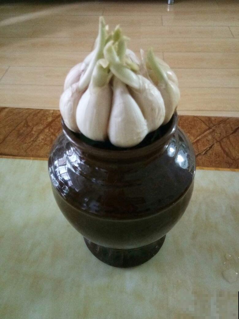 厨房中的调味品，也是养花利器，花吃了叶子油亮直反光