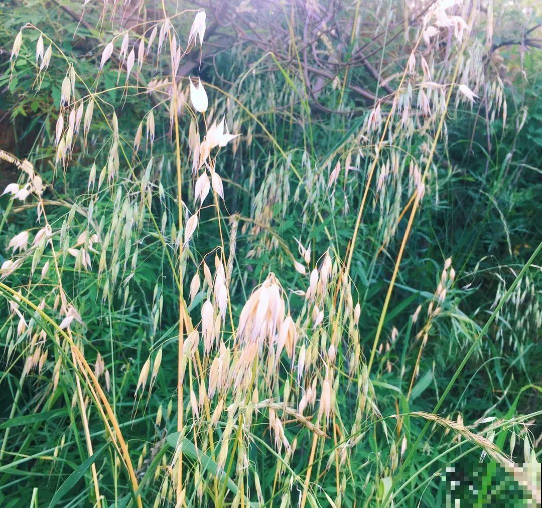 38种入侵植物,全村出来挖,挖完又长一大片 38种入侵植物,全村出来挖,挖完又长一大片