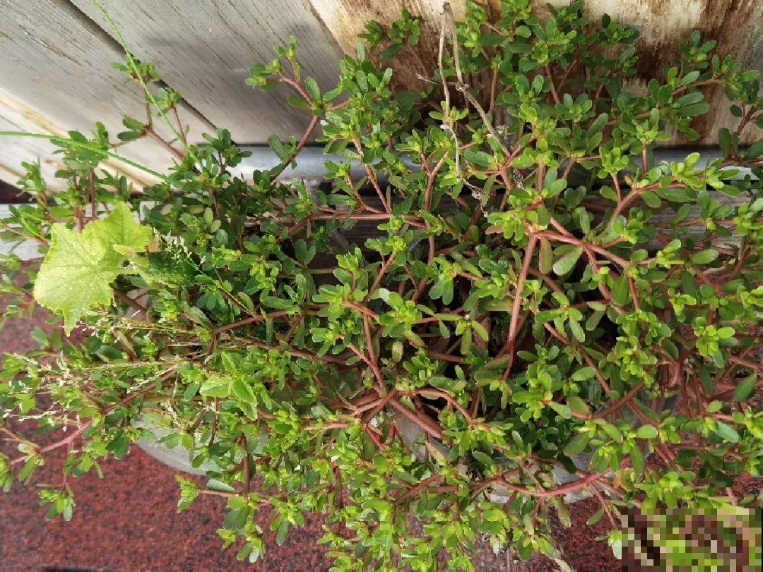 秋天野菜贵如金，赶紧上山挖，很快就老了